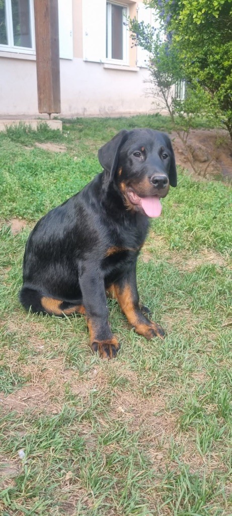 De La Muse Arlequine - Chiots disponibles - Berger de Beauce