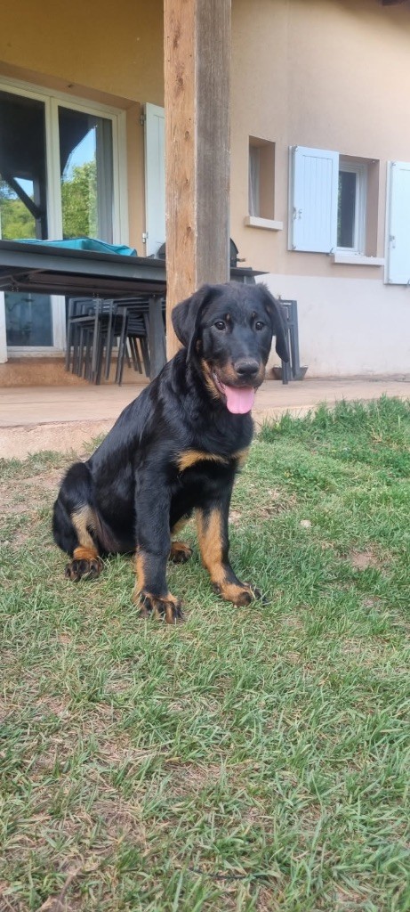 De La Muse Arlequine - Chiots disponibles - Berger de Beauce